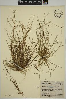 spécimen de Digitaria ischaemum
