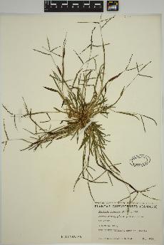 spécimen de Digitaria ischaemum