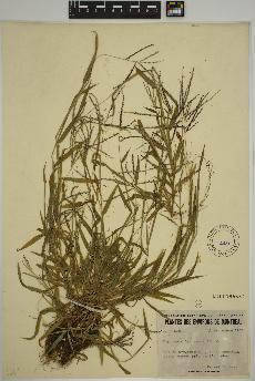 spécimen de Digitaria ischaemum