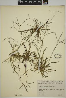 spécimen de Digitaria ischaemum