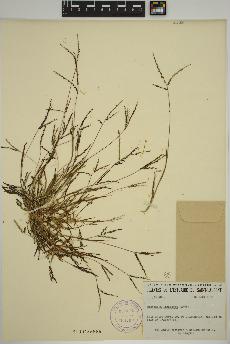 spécimen de Digitaria ischaemum