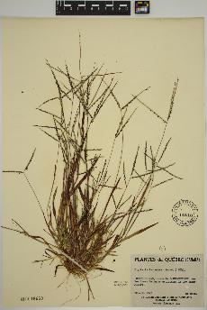 spécimen de Digitaria ischaemum