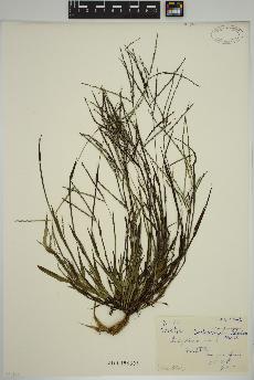 spécimen de Digitaria ischaemum