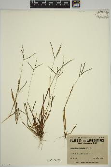 spécimen de Digitaria ischaemum