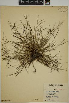 spécimen de Digitaria ischaemum