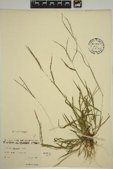spécimen de Digitaria ischaemum