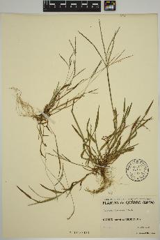 spécimen de Digitaria ischaemum