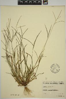 spécimen de Digitaria ischaemum