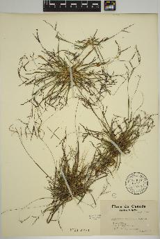 spécimen de Digitaria ischaemum