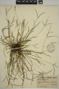 spécimen de Digitaria ischaemum