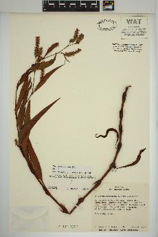 spécimen de Persicaria maculosa