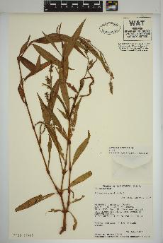 spécimen de Persicaria maculosa