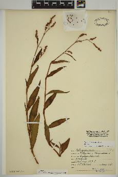 spécimen de Persicaria maculosa