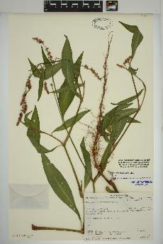spécimen de Persicaria maculosa