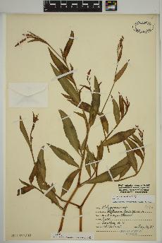 spécimen de Persicaria maculosa
