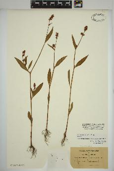 spécimen de Persicaria maculosa