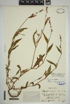 spécimen de Persicaria maculosa