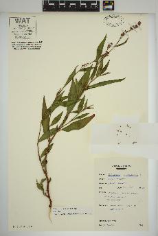 spécimen de Persicaria maculosa