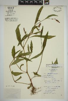 spécimen de Persicaria maculosa