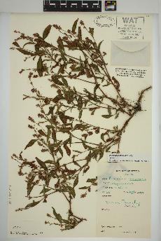 spécimen de Persicaria maculosa