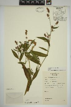 spécimen de Persicaria maculosa