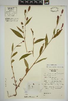 spécimen de Persicaria maculosa
