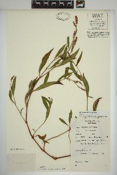 spécimen de Persicaria maculosa
