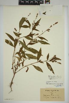 spécimen de Persicaria maculosa