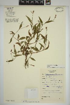 spécimen de Persicaria maculosa