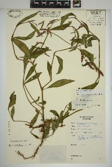 spécimen de Persicaria maculosa