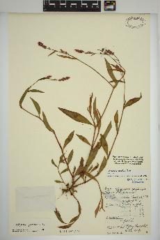 spécimen de Persicaria maculosa