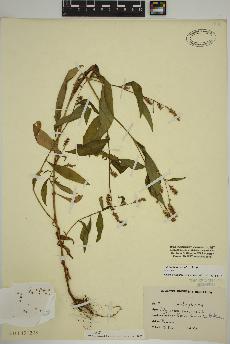 spécimen de Persicaria maculosa