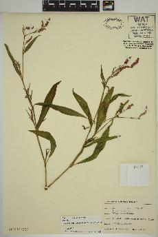 spécimen de Persicaria maculosa