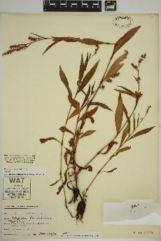 spécimen de Persicaria maculosa