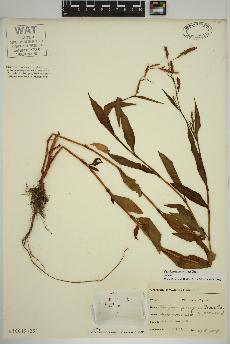 spécimen de Persicaria maculosa