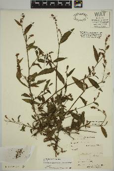 spécimen de Persicaria maculosa