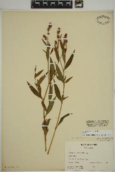 spécimen de Persicaria maculosa
