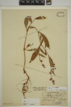 spécimen de Persicaria maculosa