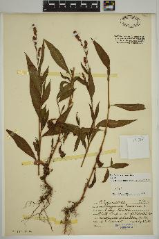 spécimen de Persicaria maculosa