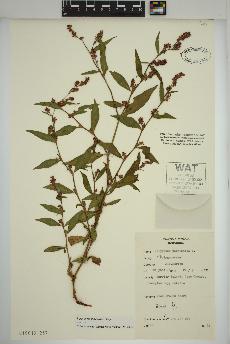 spécimen de Persicaria maculosa