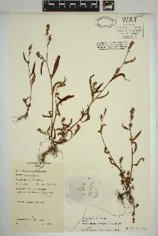 spécimen de Persicaria maculosa