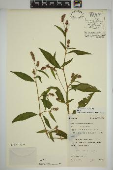 spécimen de Persicaria maculosa