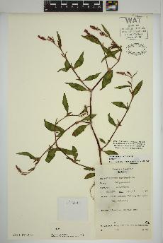 spécimen de Persicaria maculosa