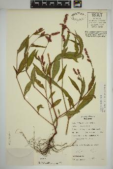 spécimen de Persicaria maculosa