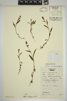 spécimen de Persicaria maculosa