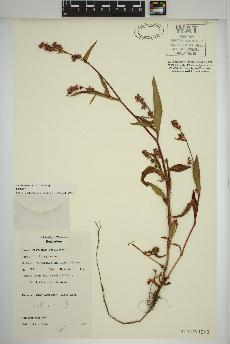 spécimen de Persicaria maculosa