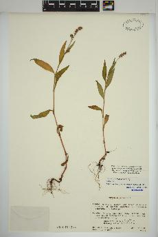 spécimen de Persicaria maculosa