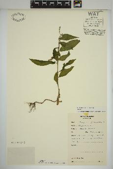 spécimen de Persicaria maculosa
