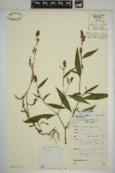 spécimen de Persicaria maculosa
