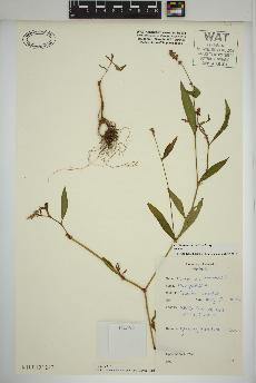 spécimen de Persicaria maculosa